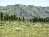 Carson Forest Near Cumbres Pass